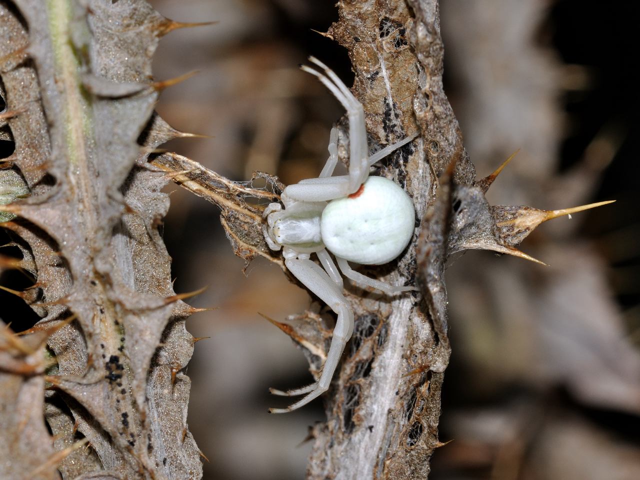 Conferma per Misumena vatia